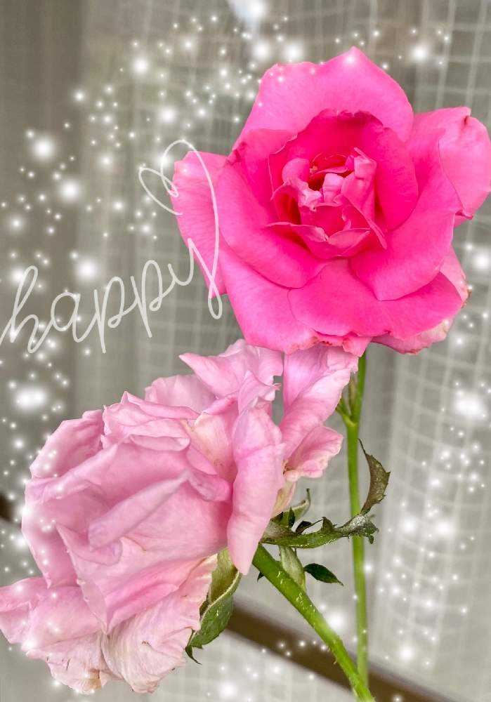 小さな庭の画像 by jurarararara〜☆さん | 小さな庭と薔薇ザ マッカートニー ローズと季節を楽しむとお花を楽しむとばら バラ 薔薇と薔薇愛同盟と薔薇に魅せられてとピンク❤︎ピンクとこんな時こそ花をと薔薇の庭とばら大好きと小さな庭♡と小さな幸せ♡と薔薇が好きです♡と薔薇♪とバラ薔薇ばらら~❤️とバラを楽しむとばらに魅せられて