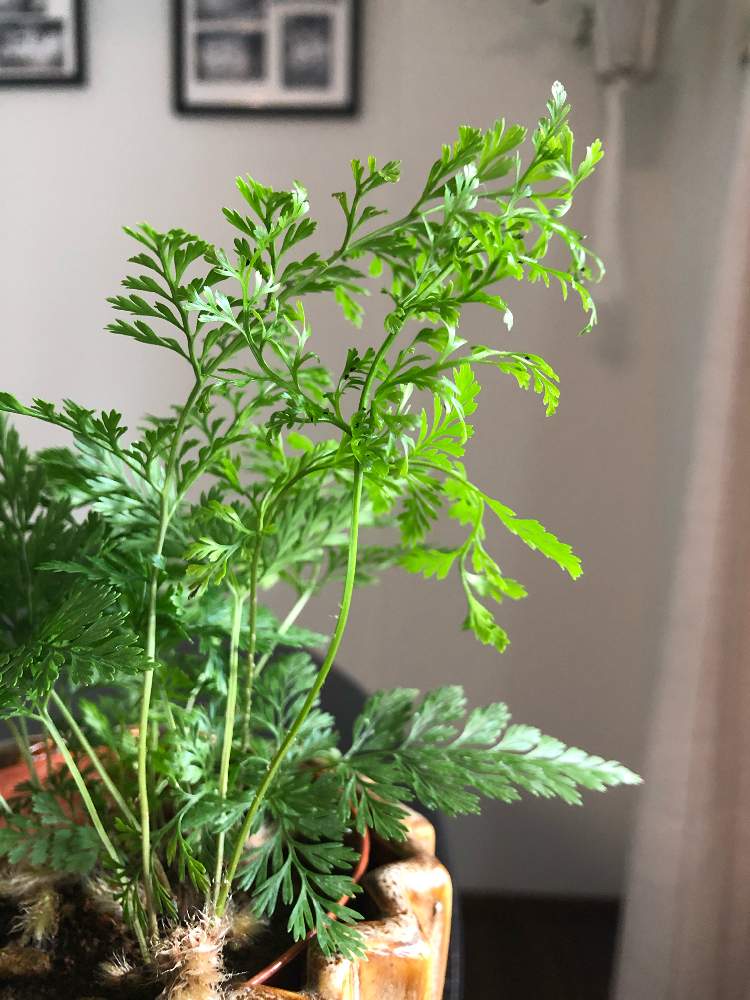 部屋の画像 by Heidiさん | 部屋と観葉植物とグリーンのある暮らしとグリーンが好き♡と育てるのが好きとダバリア・ラビットフットとインテリアグリーン