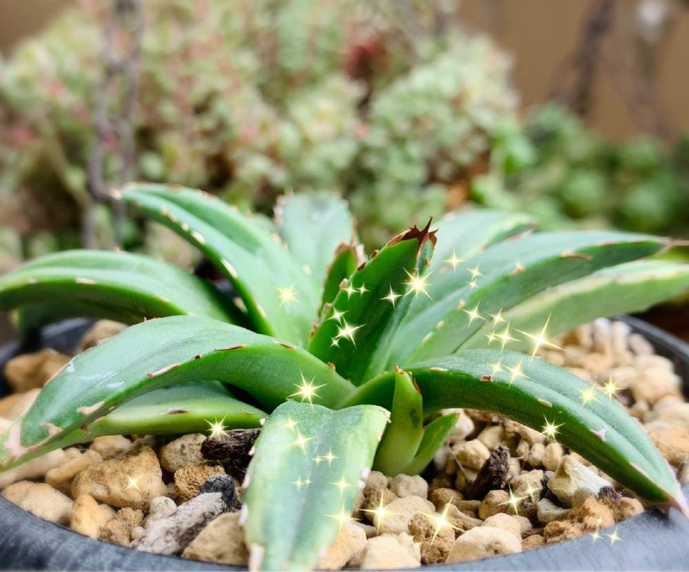 の画像 by きゅりん(・▴・)さん | フランシスアイボリーと多肉植物初心者と多肉植物と多肉大好きとおうち園芸と多肉女子と多肉植物ラブとアガベ属とkyu.フランシスアイボリーと笹の雪祭り