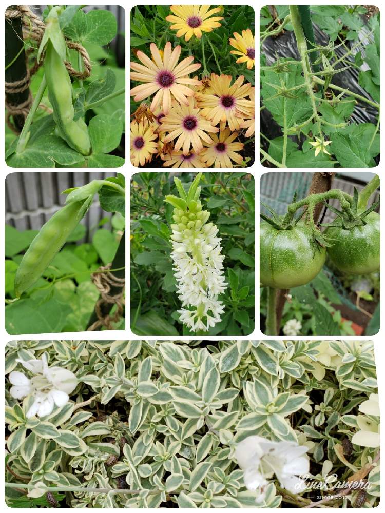 の画像 by min♪♪♪さん | 素敵な1日と毎日がSpecial!と今日も元気にとトマト栽培と高齢者施設と医療従事者に感謝とお疲れさまでしたとパイナップルリリー☆と毎日がSpecialとお花のボランティアと ミニトマトと畑。とお疲れさまと花ブローチ倶楽部とお花のボランティア(高齢者施設)と癒し…♡と介護従事者に感謝とポタジェとオステオスペルマム♡とシレネ 斑入り葉