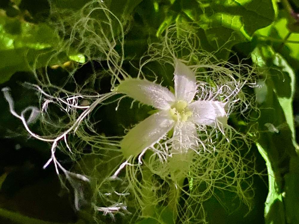 お出かけ先の画像 by チャーさん | お出かけ先とカラスウリと季節を感じる♪と野の花と季節を楽しむとチャーさんのリポートと里山の風景と山野草とチャーさんの 里山歩きと白い花と自然観察と6月