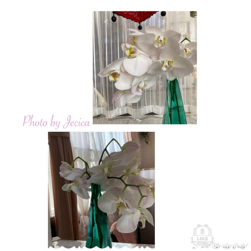 部屋の画像 by 目指せ!自慢の庭さん | 部屋とfront side 胡蝶蘭とback side胡蝶蘭と自分たちで作り上げた庭と私の庭にいらっしゃいと切り花胡蝶蘭と楽しい花のある生活とお祝いの花胡蝶蘭と凛としてとコロナに負けないでと切り花で楽しむ胡蝶蘭