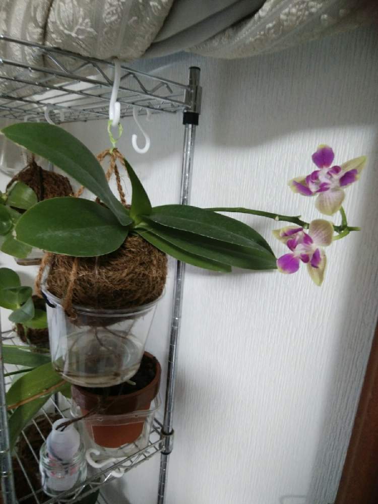 窓辺の画像 by オツベルさん | 窓辺とPhal. miki Golden Sandと着生ランとラン科とorchidとヤフオクとファレノプシス属と胡蝶蘭の花と着生と根っこと蘭の沼と麻紐給水と洋ランとphalと胡蝶蘭 交配種と蘭の底無し沼と根っこフェチ