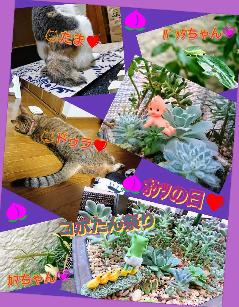 バルコニー/ベランダの画像 by のりっぺさん | バルコニー/ベランダとエケベリア 桃太郎とエケベリア リラシナとグラプトペタルム だるま秋麗とグラプトペタルム 秋麗とエケベリア 青い渚とたまと素敵便♥️と今を乗切るぞ!と遂に梅雨入り(^o^;)とコポたん祭りとK.Kさん's 多肉ちゃんたち♥️とカマちゃん♥️とオケツの日とドゥラちゃんと多肉ちゃん初心者と楽しい園芸o(^o^)oとおんぶバッタとバルコニスト