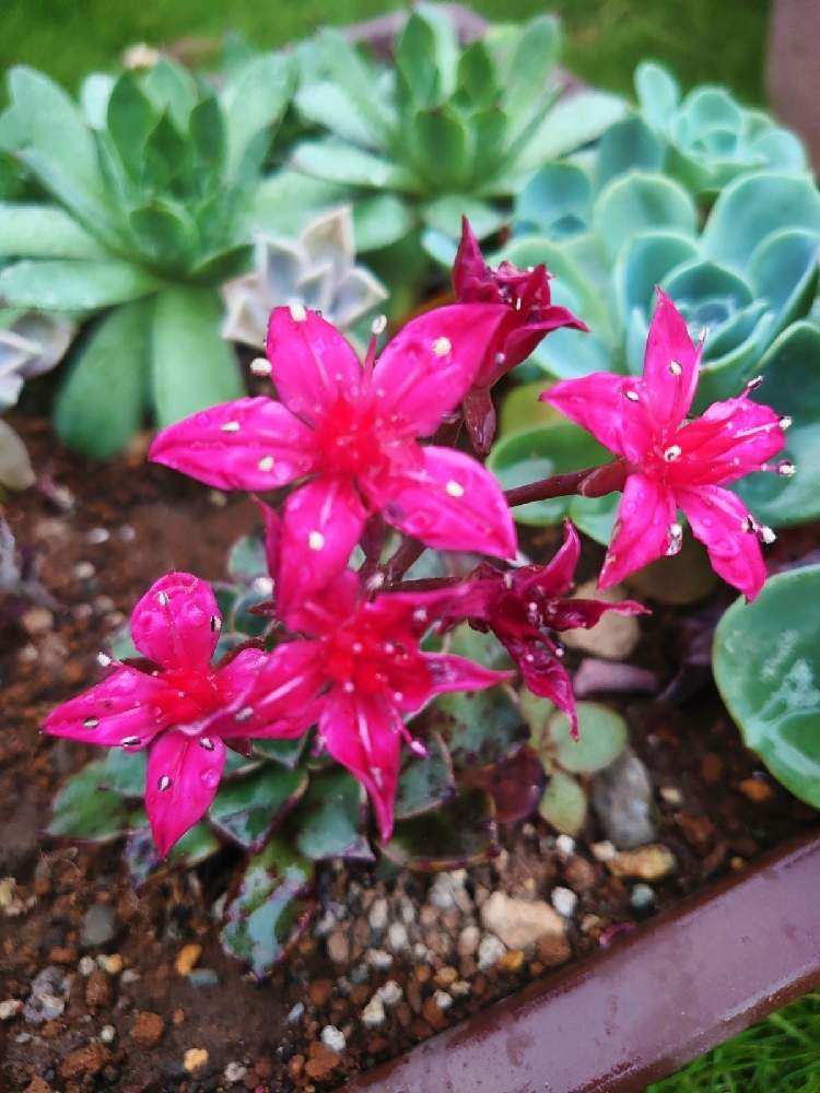 の画像 by シェリーさん | グラプトペタルム ベルムと多肉植物とレア多肉と素敵な1日と多肉の花とキラキラ✨とグラプトべリア属とショッキングピンクと多肉のある暮らしとグラプトペタルムとしべ好きとエケベリア属と鮮やか と珍奇植物と花友さんの庭と多肉多肉多肉と多肉植物 多肉の有るくらし