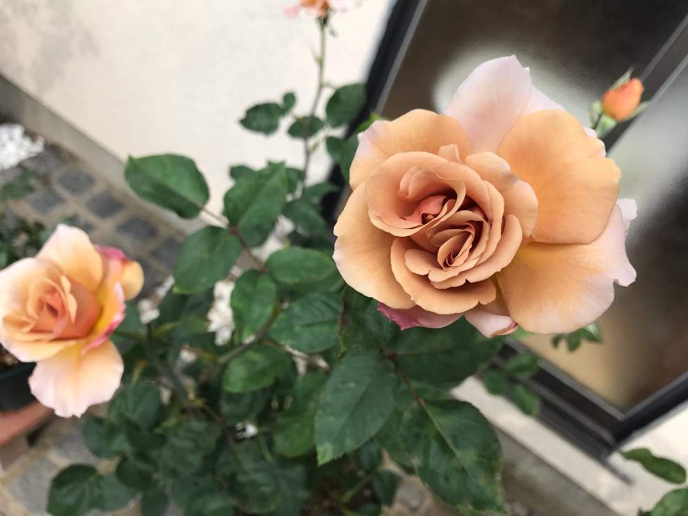 広い庭の画像 by mimimiさん | 広い庭とバラ ジュリアと半日蔭と渋い色の花とフルタイム勤務と中古住宅とばらが好きと庭づくりと庭木と大人カラーとシックな色とバラと宿根草