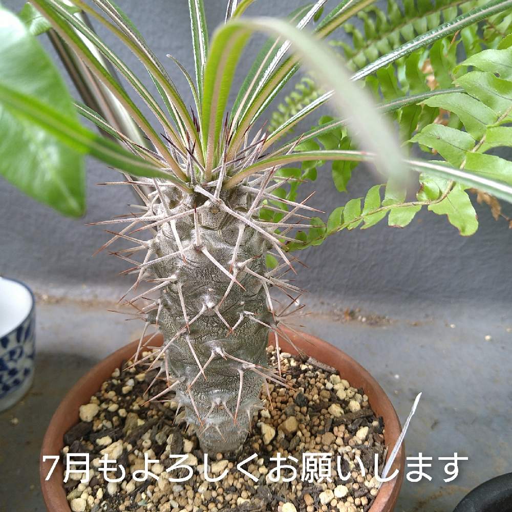 バルコニー/ベランダの画像 by きゅうちゃんさん | バルコニー/ベランダと多肉植物と素敵便と滋賀県とバラと夢CLUBとご縁に感謝と沼の住人