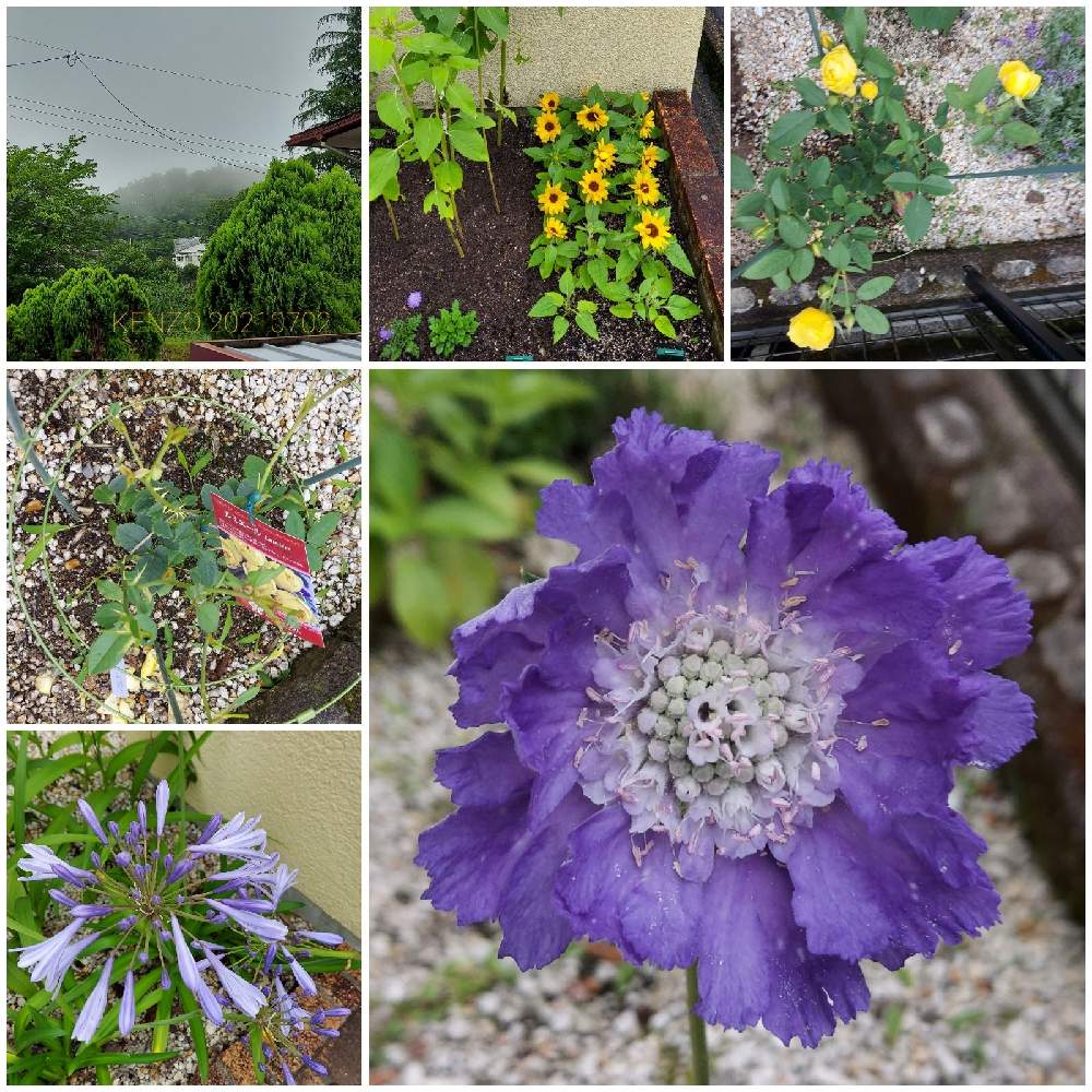 小さな庭の画像 by Farmers Plant Seedsさん | 小さな庭と秋蒔きと植物のある暮らしと山野草とおうち園芸と紫陽花 アジサイ あじさいと庭のある暮らしと季節の変わり目と花好きと春蒔とガーデニングと花のある暮らしと春夏秋冬と暮らしの仲間たち
