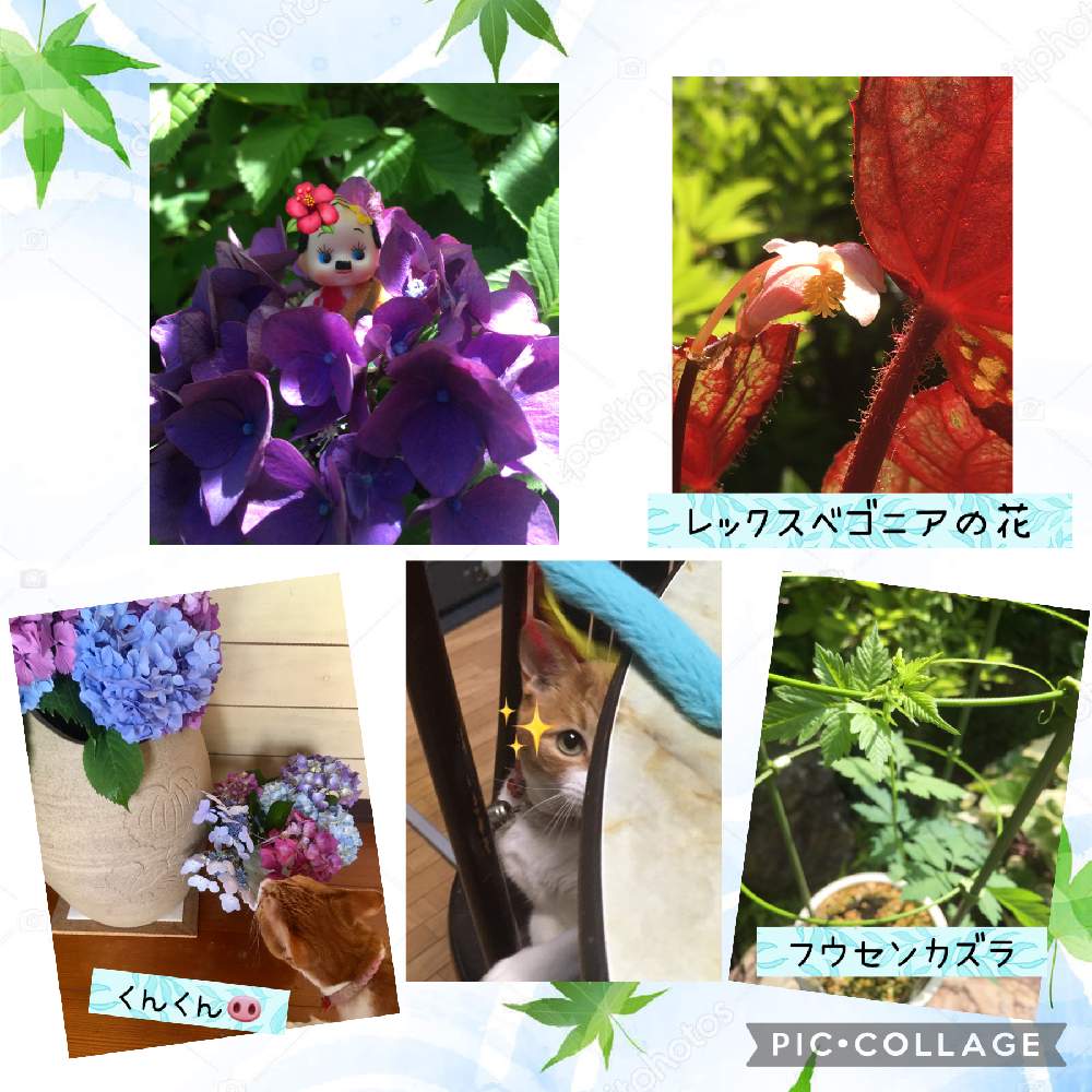 小さな庭の画像 by ナミママさん | 小さな庭とボーボー族とネコのいる暮らしとネコ好きとキモカワ倶楽部とオマージュとネコと植物とネコと花のある暮らしとモフモフ