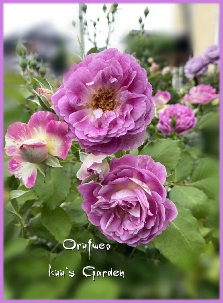 小さな庭の画像 by kuuさん | 小さな庭と薔薇を楽しむ♡といいかおり(╹◡╹)と薔薇に魅せられてと鉢植えと薔薇大好き