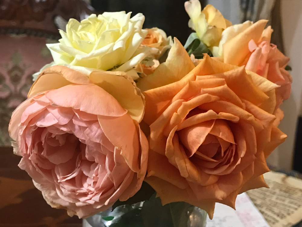 の画像 by ムーミンさん | 薔薇アンジェラとベランダと埼玉川越と陸の上のあんこさん印とコロナ退散❗️とインフィニティ ホワイトと灯せ❗️心の火とカルピデューム バラと真宙 バラ