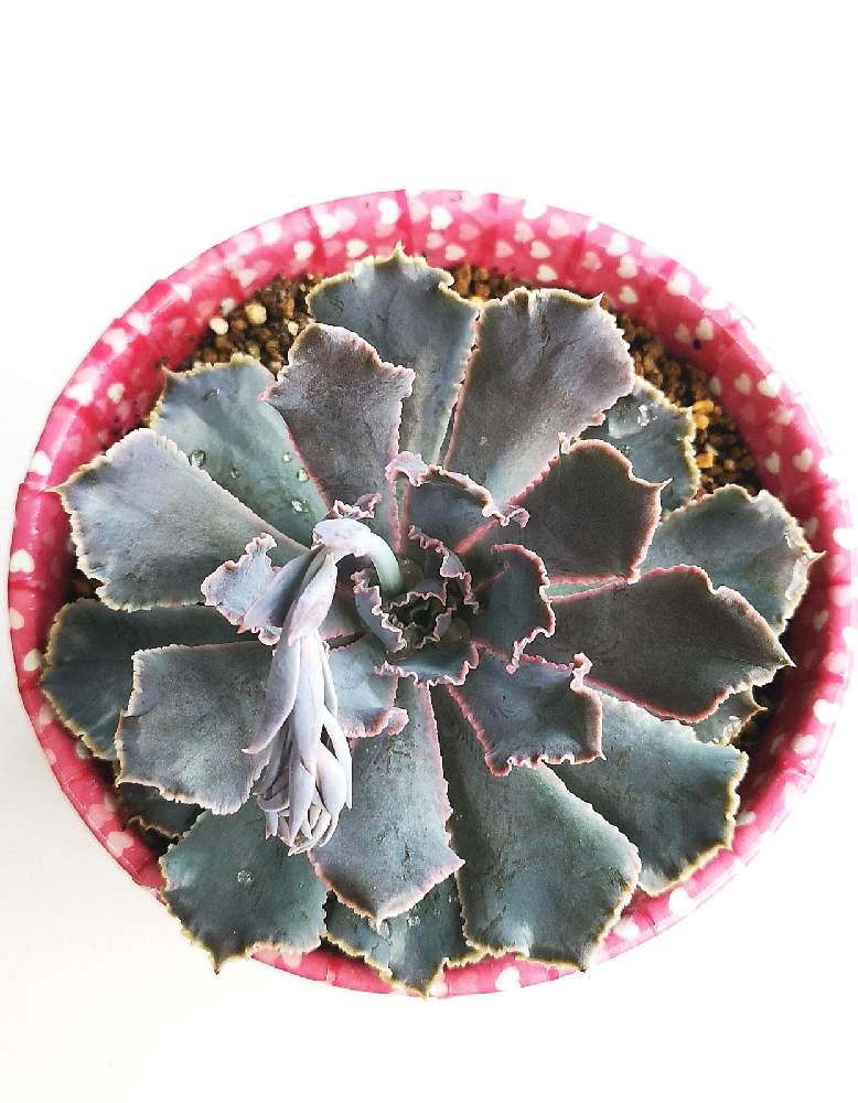 玄関の画像 by eyeさん | 玄関とシャビアナ ピンクフリルとEcheveria 'Pink Frills'とEcheveria 'Pink Frills'とピンクフリルと☆eye☆フリル系とピンクフリル☆と☆eye☆エケベリア属とコロナおしりペンペン( ・᷄ὢ・᷅ )と☆eye☆270と三重県とエケベリア属とシャビアナ☆ピンクフリルとEXCAとコメリとFrank Reineltとフランク ライネルトとEcheveria shaviana 'Pink Frills'と王立園芸協会とAward of Garden MeritとEcheveria 'Pink Frills'と☆eye☆さ行と大倉園芸と☆eye☆は行