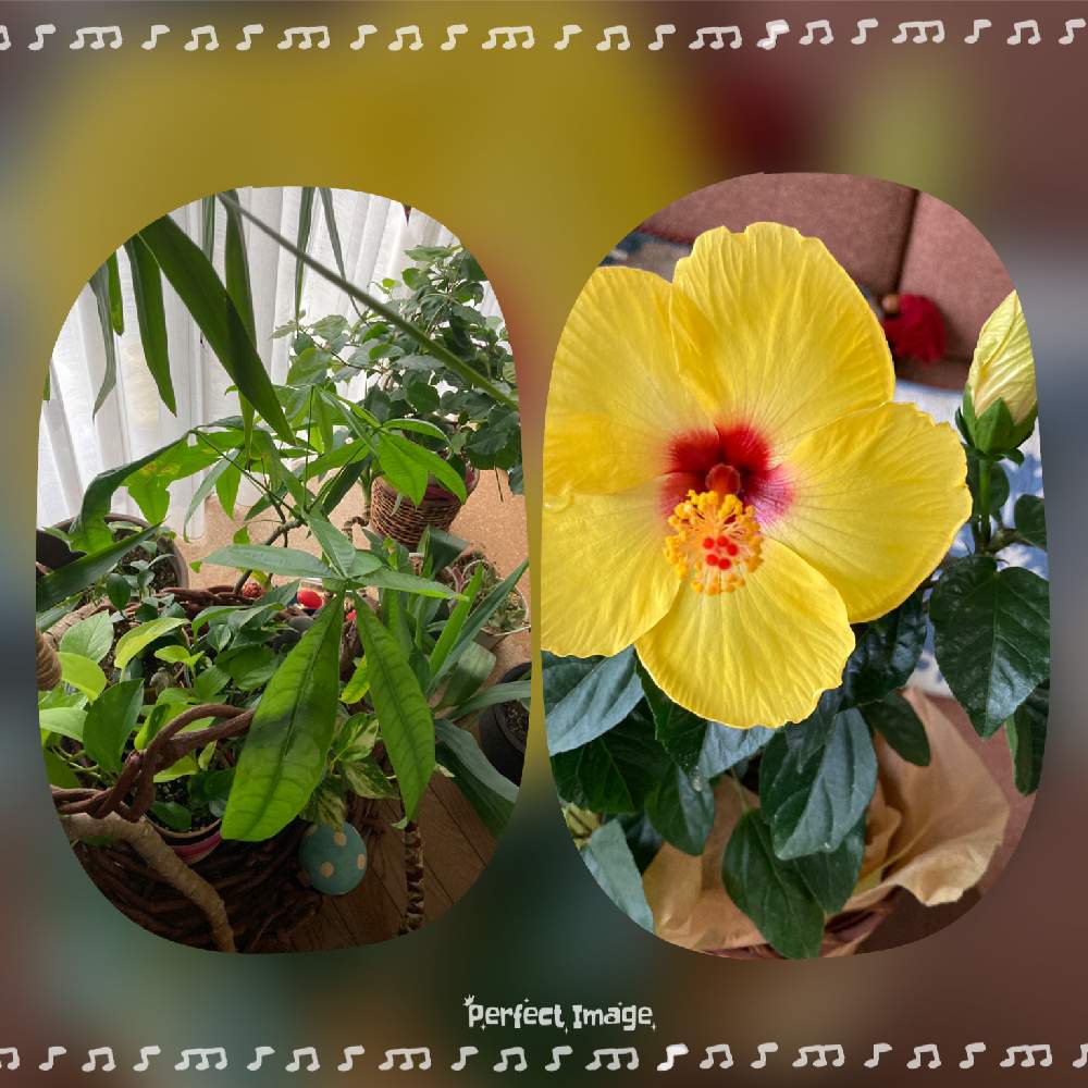 部屋の画像 by ユダコさん | 部屋と観葉植物達とハイビスカス サマーブリーズと癒しと感謝とおうち園芸とささやかな幸せと楽しみとずっと一緒とあめふり