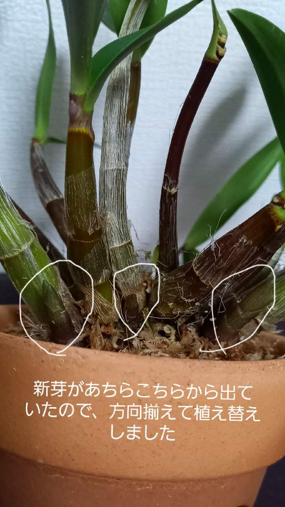 バルコニー/ベランダの画像 by yayaさん | バルコニー/ベランダとデンドロビウム キンギアナムと子株の成長と植え替えと花が見てみたいと子株が出てきた!と嫁いできた子