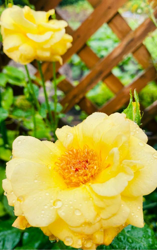 小さな庭の画像 by jurarararara〜☆さん | 小さな庭と薔薇 アーサーベルと季節を楽しむとお花を楽しむとばら バラ 薔薇と薔薇愛同盟とありがとう❤️と薔薇に魅せられてとこんな時こそ花をと薔薇の庭とばら大好きと小さな庭♡と小さな幸せ♡と薔薇が好きです♡と薔薇♪とバラを楽しむとばらに魅せられて