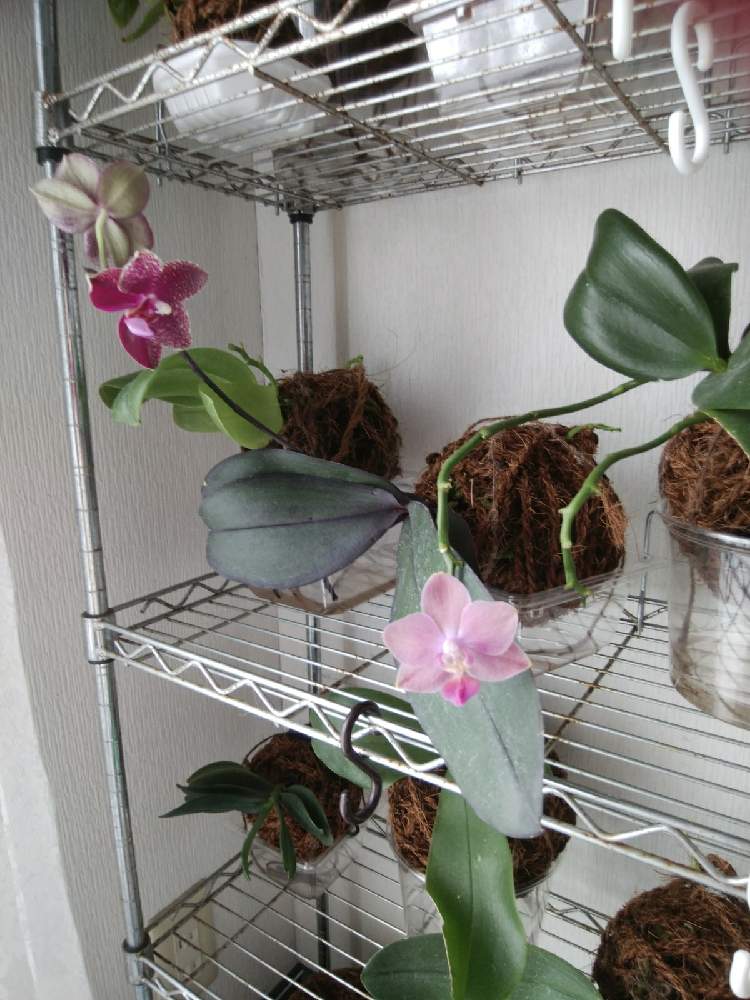 窓辺の画像 by オツベルさん | 窓辺とPhal.Tying Shin Smartとphal.Salu's Fragrancyと香る蘭と着生ランとラン科とorchidとヤフオクとファレノプシス属と胡蝶蘭の花と香りの蘭と着生とらんの家TSUTSUMIと根っこと蘭の沼と洋ランといい香りとphalと胡蝶蘭 交配種と蘭の底無し沼と根っこフェチ