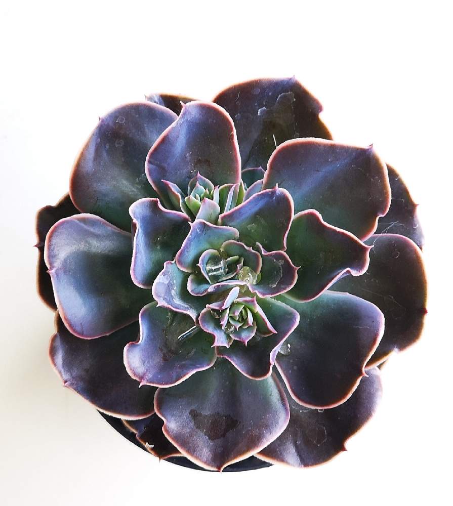 バルコニー/ベランダの画像 by eyeさん | バルコニー/ベランダとリコとエケベリア リコとEcheveria 'Rico'とリコ.とブロメリア・ギフ.と☆eye☆エケベリア属とgreen room株式会社と富士見市とeARThコレクションとコロナおしりペンペン( ・᷄ὢ・᷅ )とBROMELIA GIFUと三重県とエケベリア属と3.5号鉢と☆eye☆交配種と☆eye☆ら行とgreen roomとeARTh succulentrsとEcheveria 'Rico'と八ヶ岳セレクションと黒タグと☆eye☆黒タグ GREEN ROOMと☆eye☆フリル系