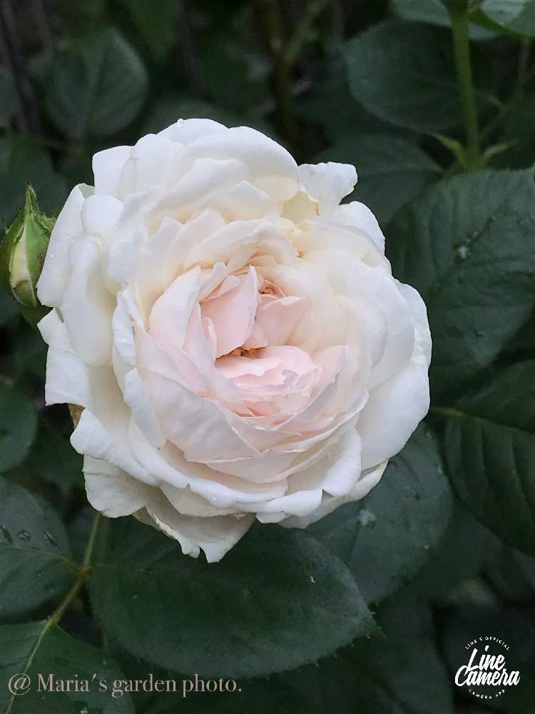 小さな庭の画像 by マリアさん | 小さな庭とバラ クリスティアーナとmy garden♬とさいた✨とstay home and enjoy gardening !とノンフィルターとB型と庭の植物と可愛いピンクとiPhone7撮影とI love plants❣️と鉢植えと12月生まれ♪と植え中毒と花のある暮らし