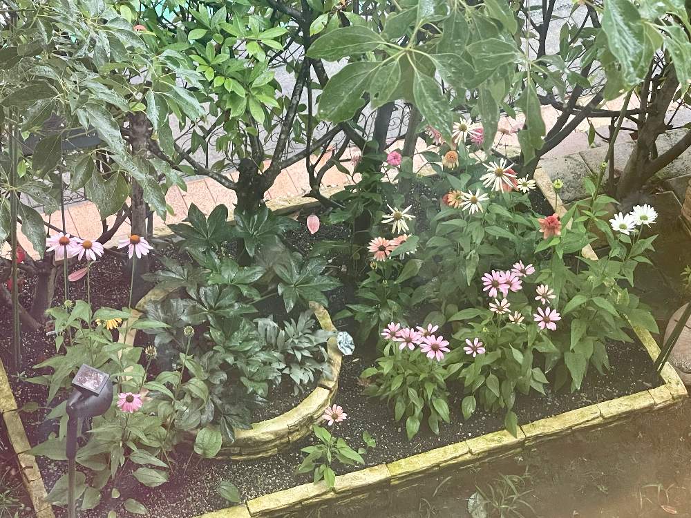 小さな庭の画像 by 黄身さん | 小さな庭とエキナセアとクリスマスローズとレッドロビンとおうち園芸と北陸地方と植中毒とガーデニング3年生と花のある暮らしとエキナセア❁と石川県