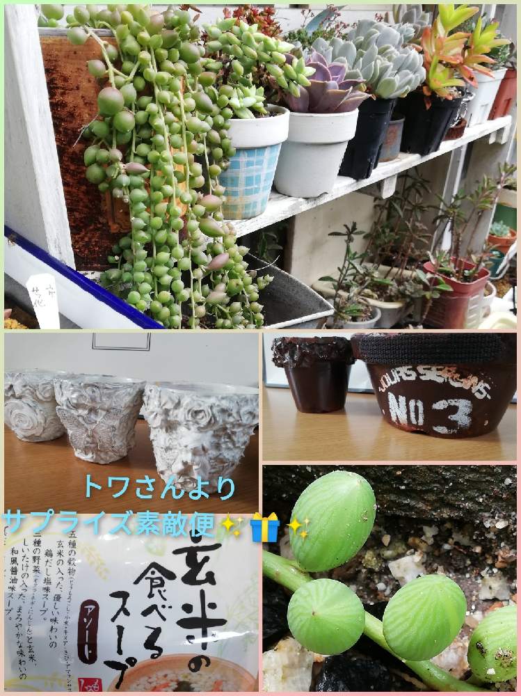 棚の画像 by るるさん | 棚とアーモンドネックレスと素敵便と手作り雑貨とおうち園芸と多肉ラボ©とOMTN©と多肉女子と廃材とGS 繋がりとネックレスの日