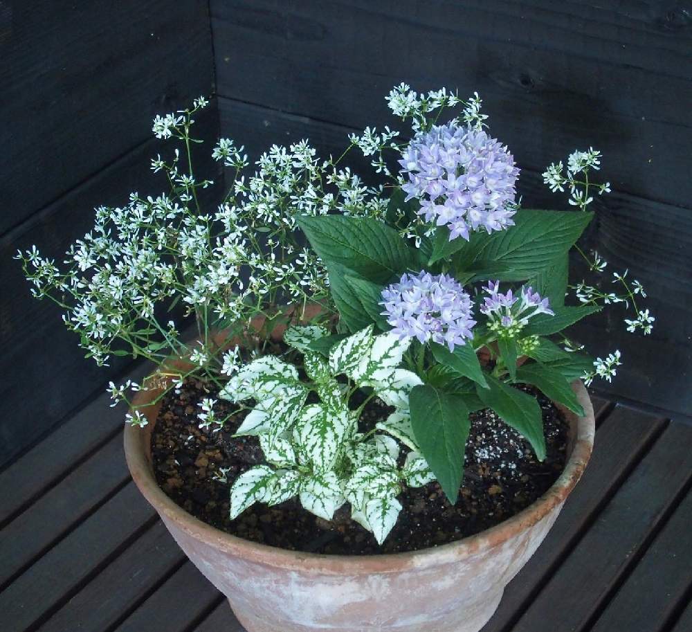の画像 by 石雅42さん | 初夏に作った寄せ植え2021と爽やかな寄せ植えと寄せ植えと爽やかと鉢植えと仕事中の癒し