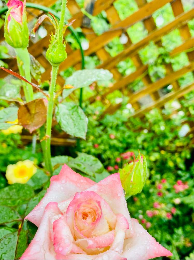小さな庭の画像 by jurarararara〜☆さん | 小さな庭と薔薇 ジェミニと金曜日の蕾たちと季節を楽しむとお花を楽しむとばら バラ 薔薇と薔薇愛同盟とありがとう❤️と薔薇に魅せられてとピンク❤︎ピンクとこんな時こそ花をと薔薇の庭とばら大好きと小さな庭♡と小さな幸せ♡と薔薇が好きです♡と薔薇♪とバラを楽しむとばらに魅せられて