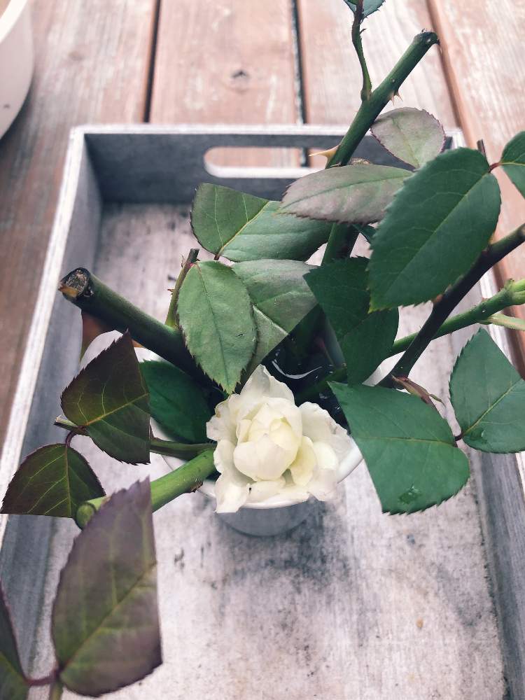 フェンスの画像 by lavender &rose さん | フェンスとミニバラ(白)と赤いバラ(薔薇)と挿し木にチャレンジと赤いバラさん♪と赤い花と赤い色のお花♡と大きくなーれ♡と花のある暮らしとマイ♡ローズガーデン