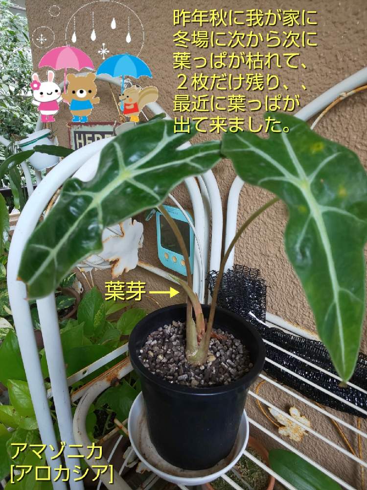 バルコニー/ベランダの画像 by チョウさんさん | バルコニー/ベランダとwow!!!と雨に輝くと何でやねん!と勝手気ままにベランダ~とGS映えとGS日和と恋をしましょう!とおうち園芸と植中毒とHappyな気分と食わず嫌い?とタニラーと何となく幸せ!と珍奇植物と花とジジイ!と花のある暮らしとGREEN UP!とバルコニスト