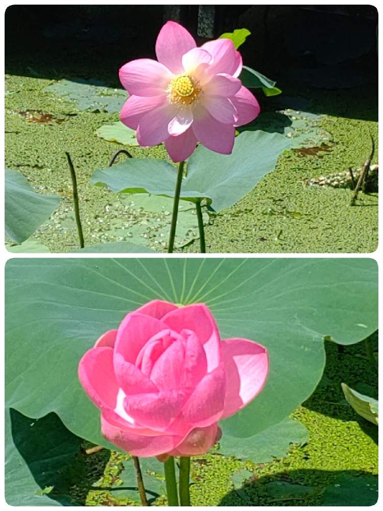 お出かけ先の画像 by ねぎさん | お出かけ先と大賀蓮(古代蓮)と時の流れを感じてと大賀博士に感謝とおうち園芸と出逢えた 喜びと今日も感謝とお花に感謝デス