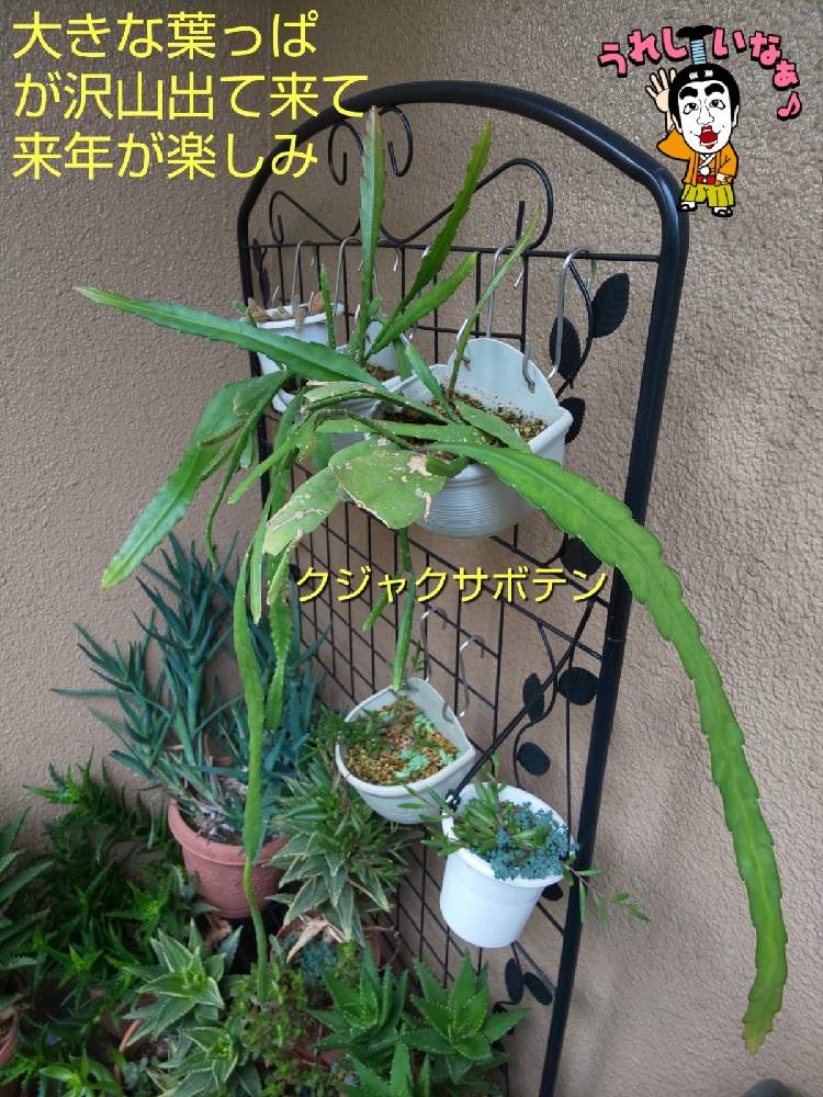 バルコニー/ベランダの画像 by チョウさんさん | バルコニー/ベランダとwow!!!と何でやねん!と勝手気ままにベランダ~とGS映えとGS日和と恋をしましょう!とおうち園芸と植中毒とHappyな気分と食わず嫌い?とタニラーと何となく幸せ!と珍奇植物と花とジジイ!と花のある暮らしとGREEN UP!とバルコニスト