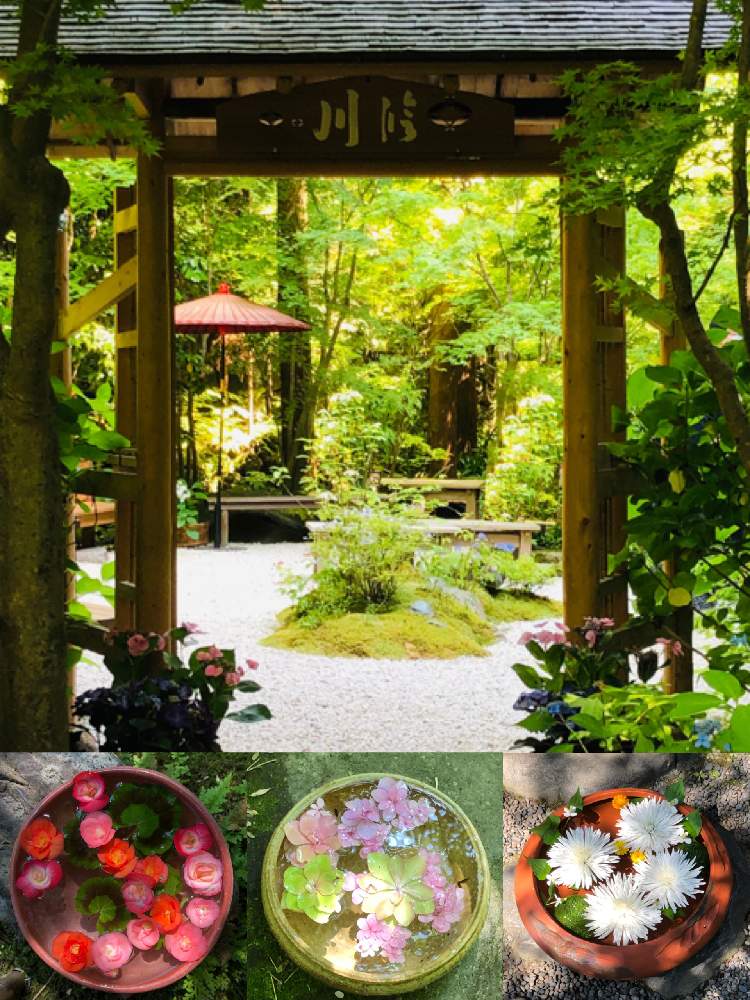 の画像 by hirarinさん | 紫陽花の花手水と紫陽花と医療・介護の皆様に感謝とビューティフルサンデーとhirarinの鎌倉レポートとコロナウイルスの終息を願う!と鎌倉と一条恵観山荘とhirarinの紫陽花と紫陽花祭りと紫陽花大好きと鎌倉 紫陽花とGS皆様ありがとう