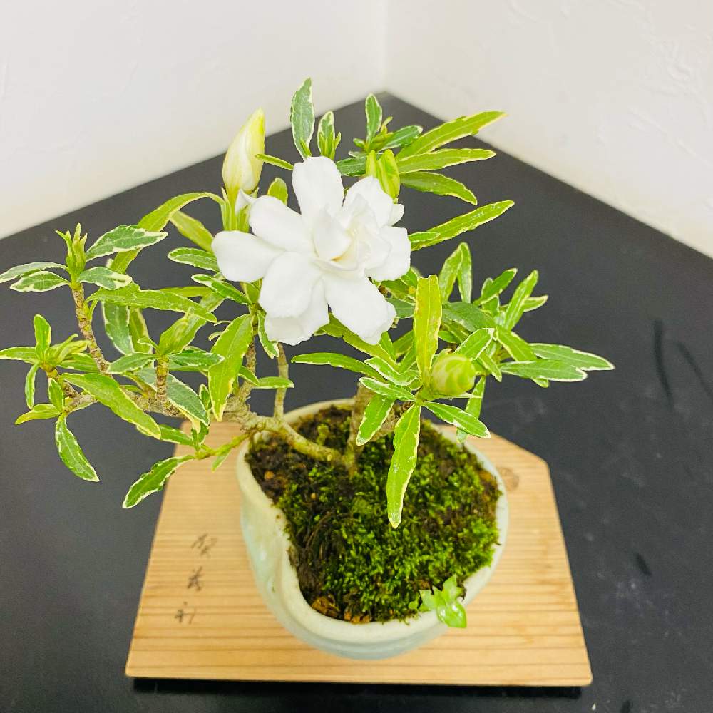 小さな庭の画像 by bonsai❣️さん | 小さな庭とクチナシ 八重咲きと季節を楽しむとグリーンのある暮らしと挿し木と季節の花と今日の一枚と緑のある暮らしと盆栽のある暮らしと挿し木から成長と小さい花と花のある暮らしと小品盆栽とクチナシ(コクチナシ)と盆栽と盆栽風と小さな盆栽のある暮らし
