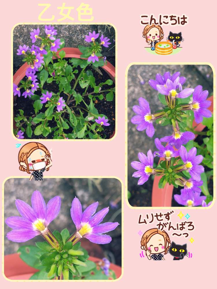 の画像 by ミ〜❣️さん | スカエボラと☆横浜☆ Love ☆とプチサプライズとチーム花が好き♡と頑張れ日本とビタミン Fと❤️いいね、ありがとうと愉快な仲間達♡とナチュラルガールと花のある暮らしとGS皆様ありがとうとMy diary☆