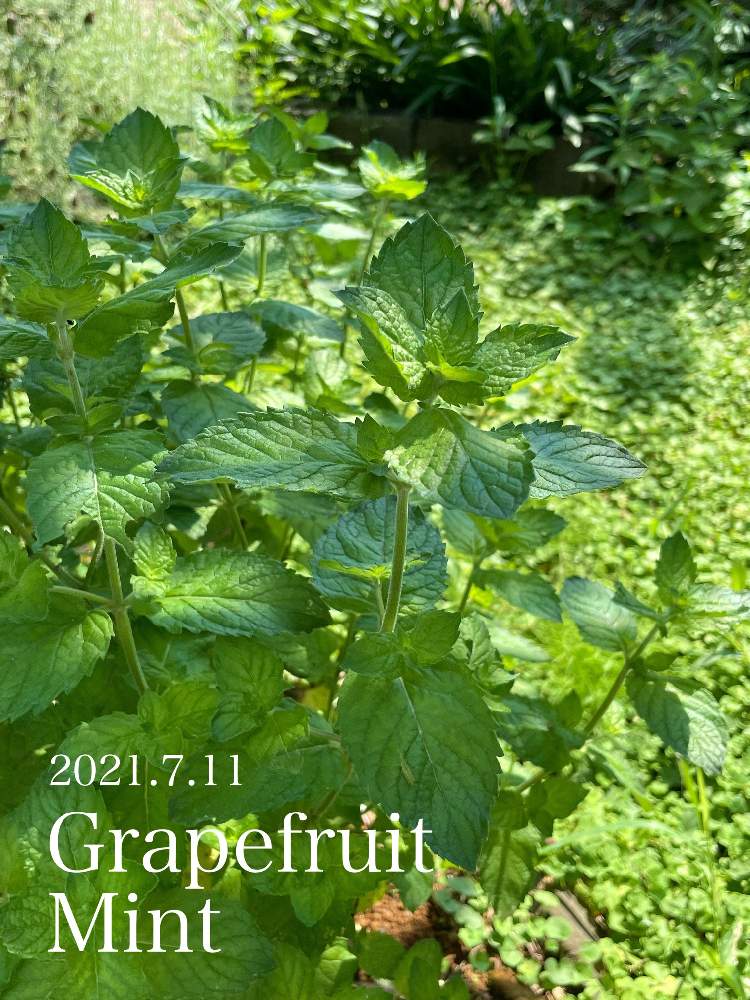 広い庭の画像 by 山田のお庭番さん | 広い庭とMy Garden☆とコロナに負けるな!と ミントと グレープフルーツミントとガーデニングと癒し…♡と植物と健康