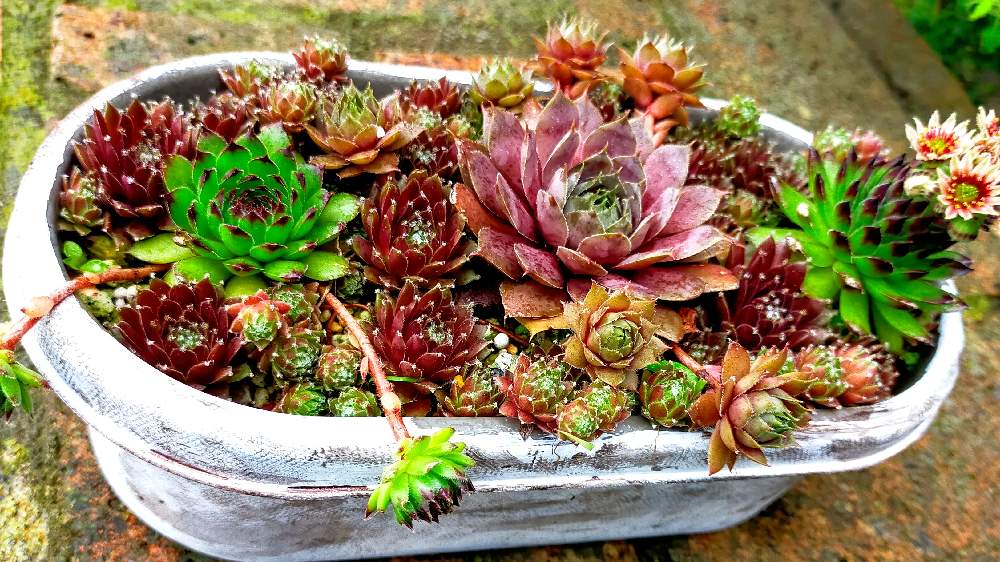 の画像 by ぐりさん | センペルビウムと多肉植物とセンペル寄植えとたにくと我が家の多肉とおうち園芸と植物好きと多肉多肉多肉
