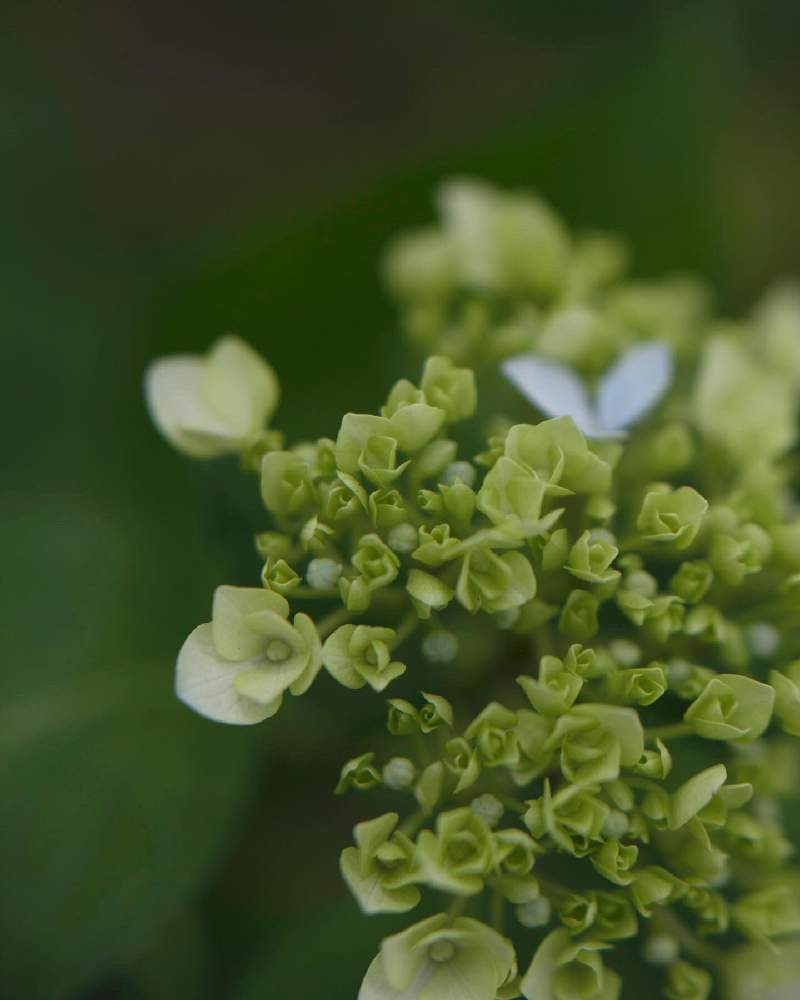 お出かけ先の画像 by satoさん | お出かけ先とあじさいとnikond750と伏古公園と北海道と札幌とカメラ小僧クラブ