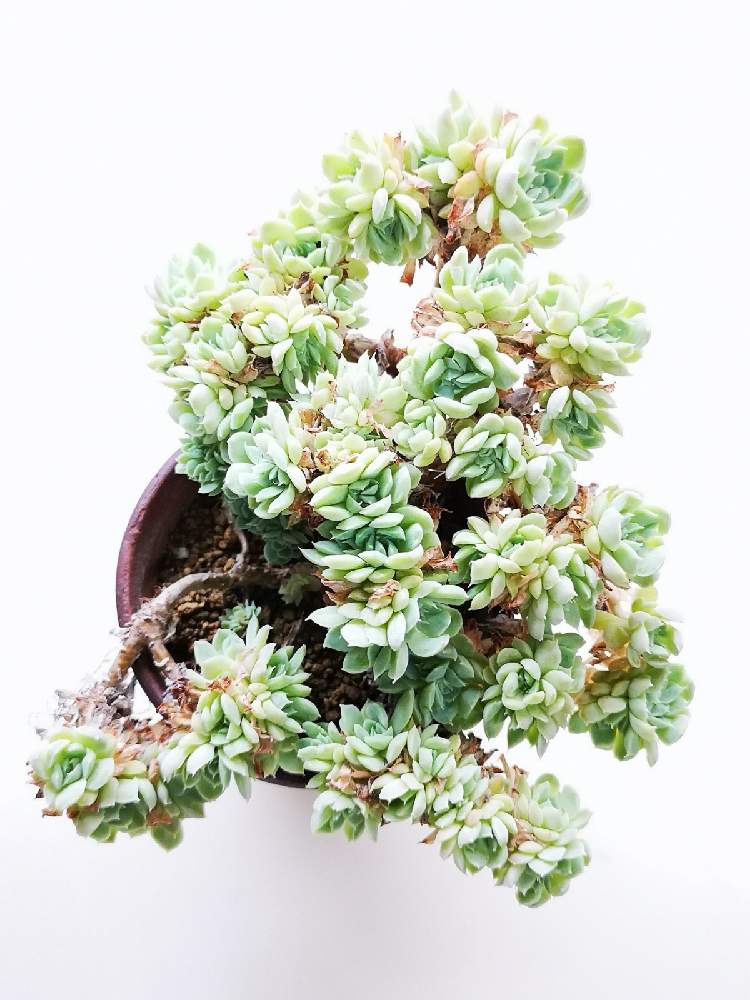 玄関の画像 by eyeさん | 玄関とイリアとクリスタル綴化とEcheveria elegans Iriaとイリア綴化とEcheveria FO-48とエケベリア イリア綴化と☆eye☆綴化と☆eye☆あ行と☆eye☆エケベリア属とFelipe Oteroとフェリペ オテロとEcheveria FO-48とEcheveria 'Hanazukiyo' f. cristataと イリアとこっそりスネゲボーボーの日と☆eye☆500とInternational Crassulaceae NetworkとEcheveria FO-48 f. cristataと☆eye☆House MurakiとEcheveria elegans Iriaとエブリディすねげ♡