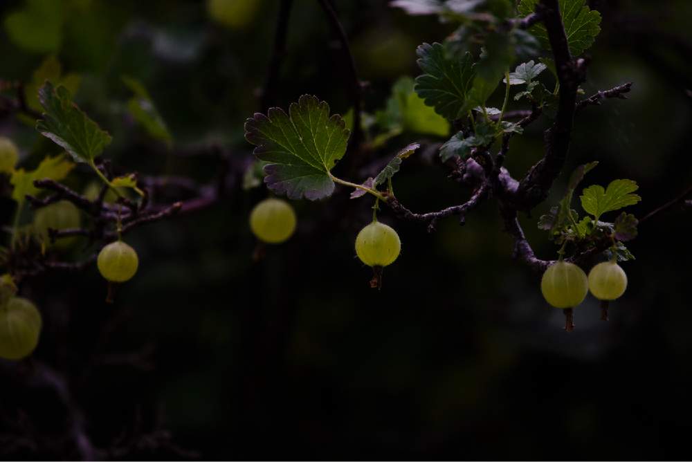 お出かけ先の画像 by satoさん | お出かけ先とスグリとnikond610と羊ヶ丘展望台と北海道と札幌とカメラ小僧クラブ