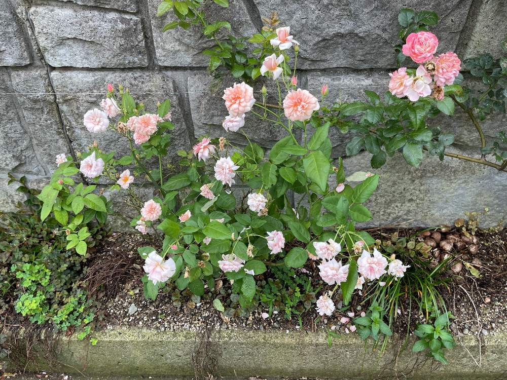 小さな庭の画像 by Rosarian Prince ラビたむさん | 小さな庭とばら バラ 薔薇と薔薇愛同盟と水曜ローズショーとペルルドール開花と薔薇の育て方勉強中✏と薔薇に魅せられてとナチュラルローズと無農薬無肥料とバラの育て方とYouTuberとチャイナローズ ペルルドールとバラの花束♡と無農薬と薔薇の初心者教室と花のある暮らしと自然農法バラ栽培と薔薇大好き