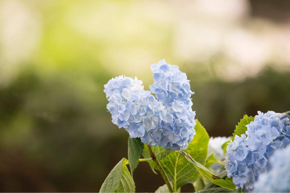 お出かけ先の画像 by satoさん | お出かけ先とあじさいとnikond610と伏古公園と北海道と札幌とカメラ小僧クラブ