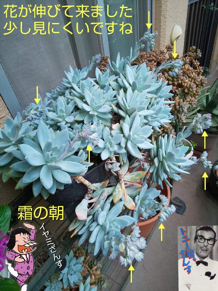 バルコニー/ベランダの画像 by チョウさんさん | バルコニー/ベランダとwow!!!と何でやねん!と勝手気ままにベランダ~とGS映えとGS日和と恋をしましょう!とおうち園芸と植中毒とHappyな気分と食わず嫌い?とタニラーと何となく幸せ!と珍奇植物と花とジジイ!と花のある暮らしとGREEN UP!とバルコニスト