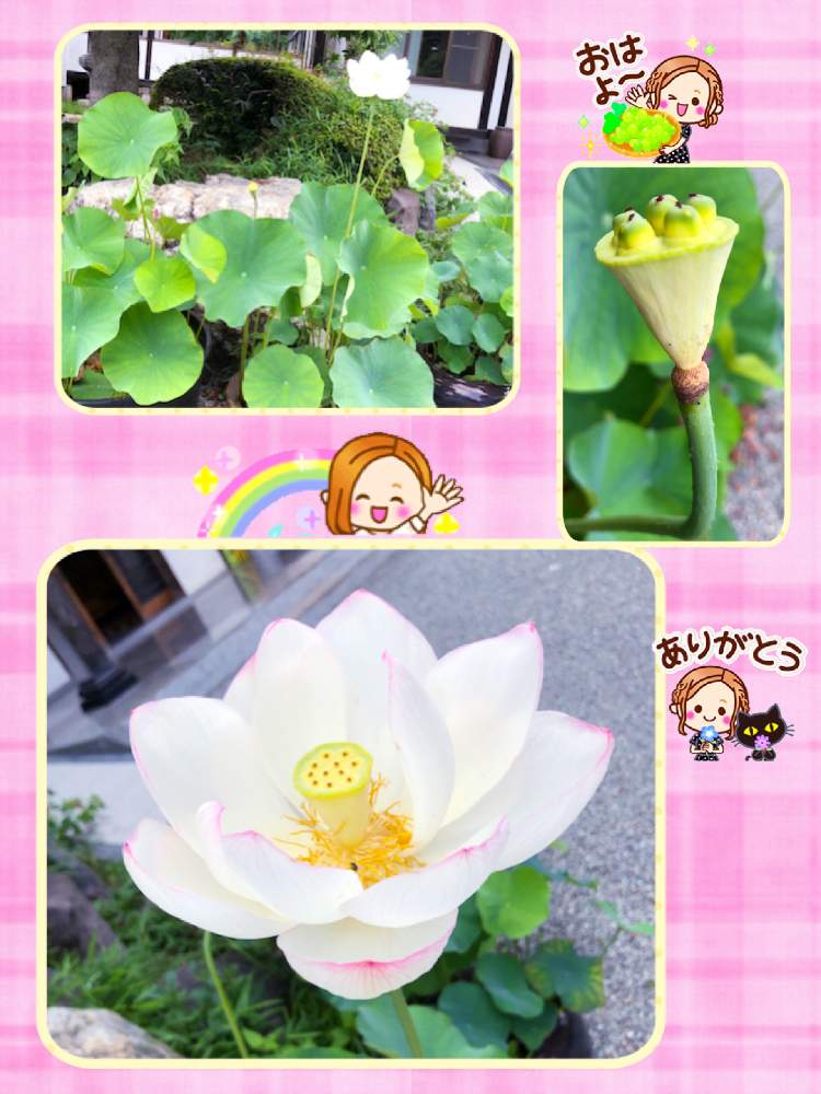 お出かけ先の画像 by ミ〜❣️さん | お出かけ先とハスと☆横浜☆ Love ☆とプチサプライズとチーム花が好き♡と頑張れ日本とビタミン Fと❤️いいね、ありがとうと愉快な仲間達♡とナチュラルガールと花のある暮らしとGS皆様ありがとうとMy diary☆