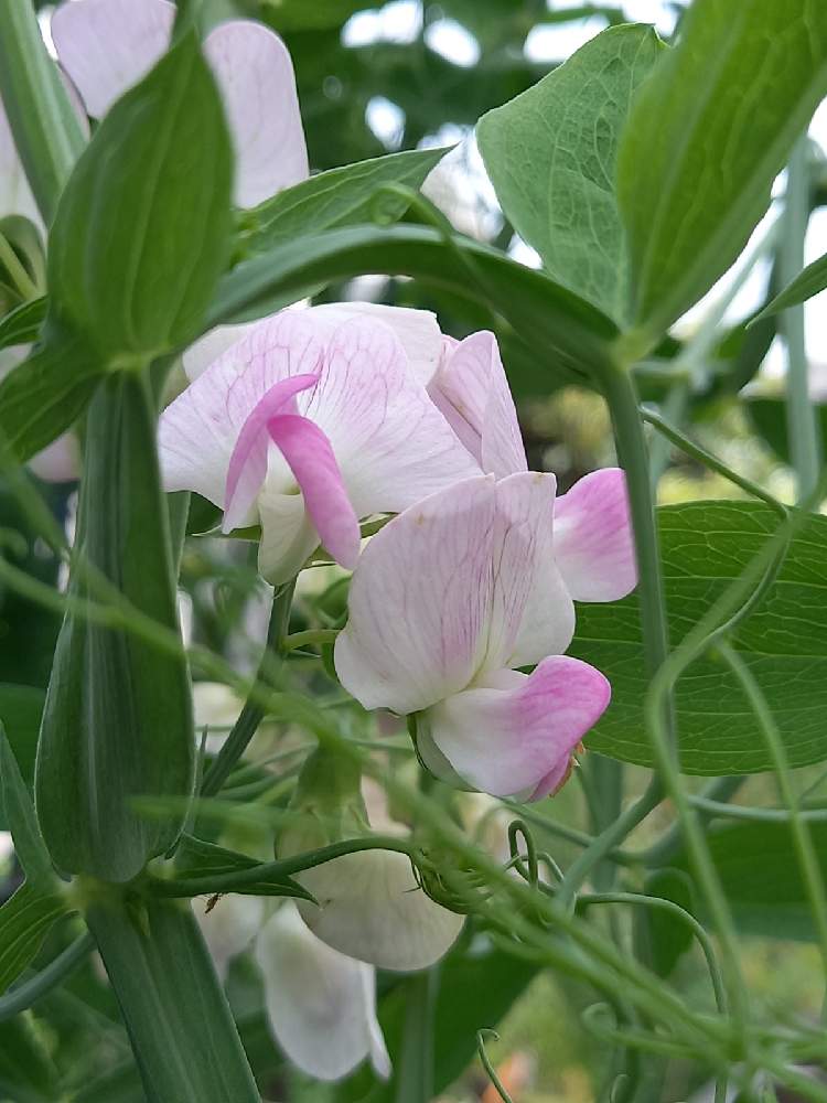 小さな庭の画像 by ᵕ̈ ᵗᑋᵃᐢᵏ ᵞᵒᵘ ᵕ̈さん | 小さな庭と宿根スイトピーと植えっぱなし