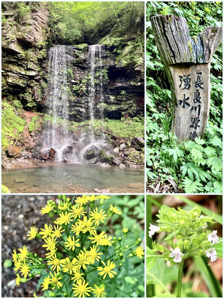 の画像 by ミンちゃんさん | サワギクとヤマトウバナと涼しげと石同好会と山野草と水辺の水曜日と石同好会No65と石の日とビタミンカラーとひるがの高原と꒰ღ˘◡˘ற꒱かわゅ~と里山と梅雨の晴れ間とチーム愛知と私好み♡