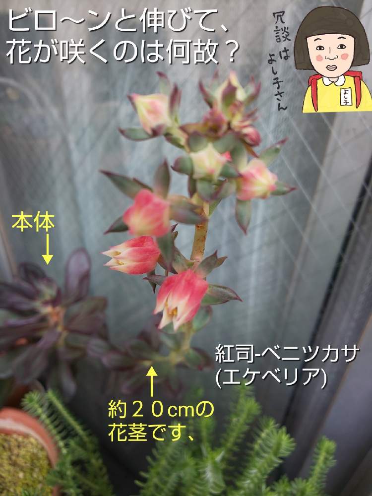 バルコニー/ベランダの画像 by チョウさんさん | バルコニー/ベランダとwow!!!と何でやねん!と勝手気ままにベランダ~とGS映えとGS日和と恋をしましょう!とおうち園芸と植中毒とHappyな気分と食わず嫌い?とタニラーと何となく幸せ!と珍奇植物と花とジジイ!と花のある暮らしとGREEN UP!とバルコニスト