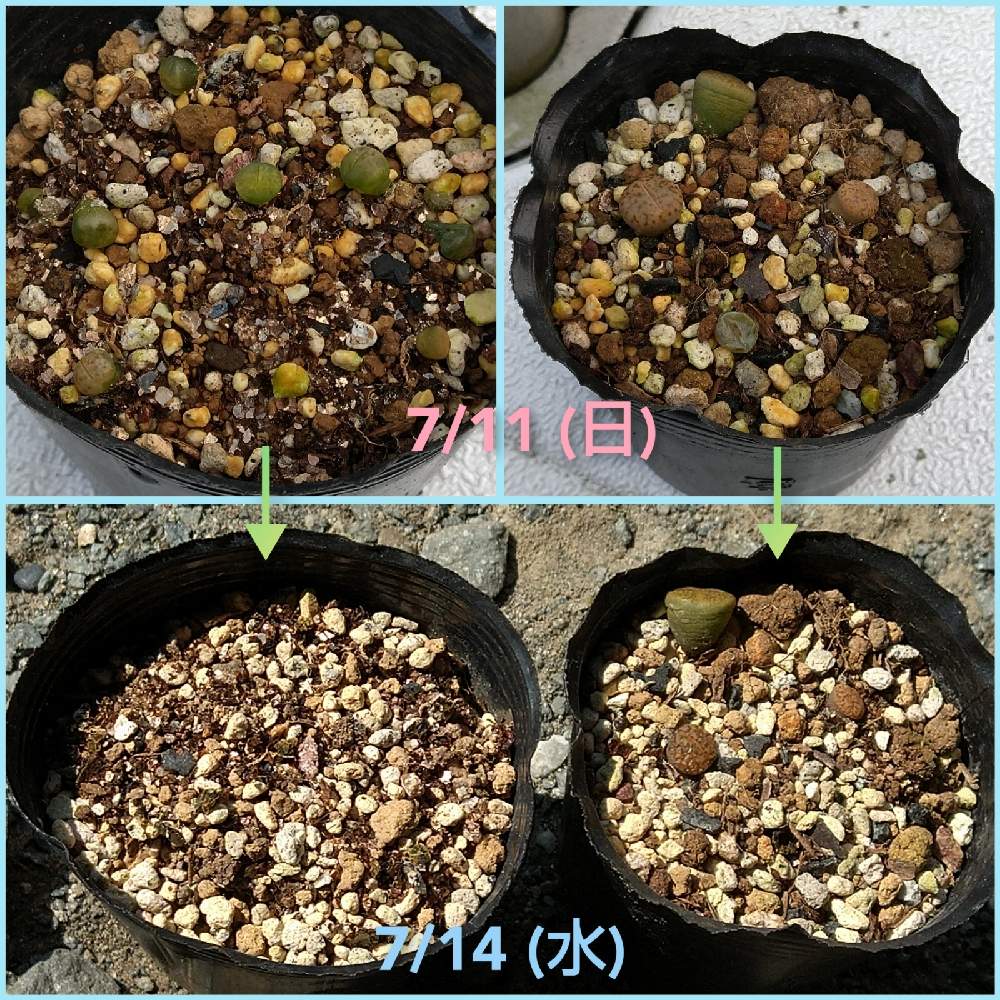 の画像 by ちょこしょこさん | リトープスと麗虹玉とグラウディーナエと多肉植物とスマホ撮影ときもかわとメセン類とメセンと多肉のある暮らしとおうち園芸とコロナに負けるな!と梅雨とリトープスさんと多肉女子と実生と長野県とリトープス好きと腐れ神降臨とリトープス属と多肉初心者