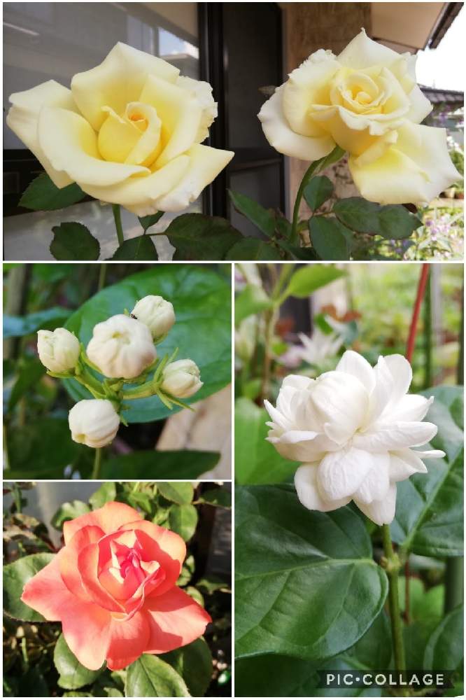 玄関の画像 by こよー2ndさん | 玄関と薔薇「クリストファー・コロンボ」と香りの花とアラビアン、ジャスミンと八重咲き・アラビアンジャスミンと薔薇(エリナ)と 茉莉花と薔薇「エリナ」と八重咲き(薔薇咲き)ジャスミン