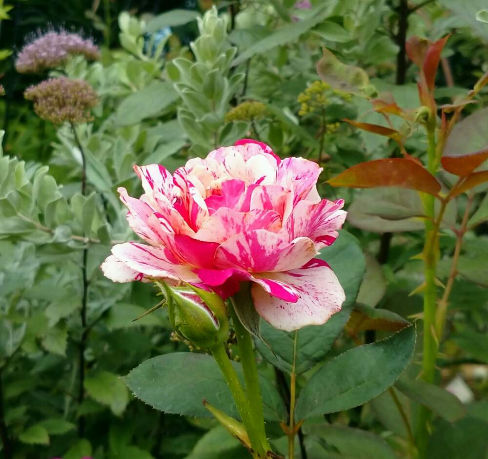 広い庭の画像 by ナチュレ:*:・'°☆さん | 広い庭と夕霧草とモーリス ユトリロと薔薇愛同盟とありがとう❤️とお大事に❤とバラのある暮らしとナチュラルガーデンとイングリッシュガーデンに憧れてと2021 GSでバラ園とナチュラルスタイルとバラが好きと花のある暮らしと2021nature´s roseと水曜ローズショー