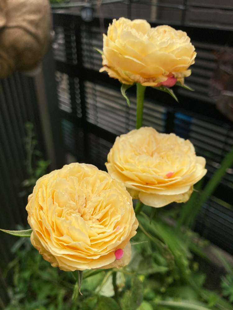 の画像 by 薫乃さん | バラ 風月と鉢植えとスマホ撮影とF&G ローズと今日のお花