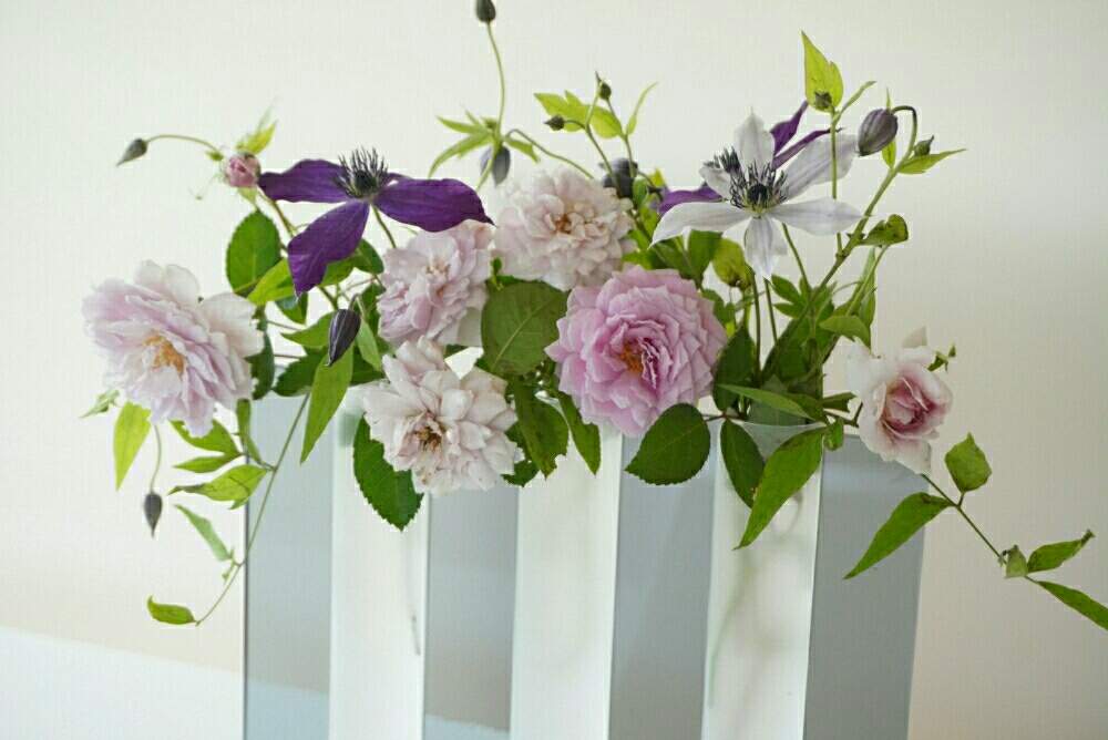 部屋の画像 by ナチュレ:*:・'°☆さん | 部屋とビクターヒューゴ♡とルシエルブルー❤と薔薇愛同盟とありがとう❤️とお大事に❤とクレマチス流星☆とバラのある暮らしと薔薇レイニーブルーとnature's arrangeと宿根草♪と2021 GSでバラ園とナチュラルスタイルとフラワーアレンジメントとバラが好きと花のある暮らしと花遊びと2021nature´s rose